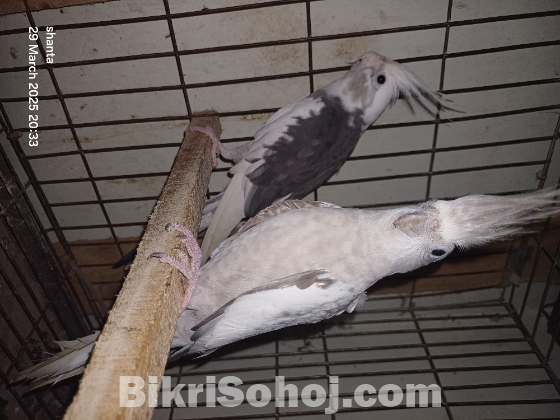 ককাটেল মাষ্টার পেয়ার ও বেবী